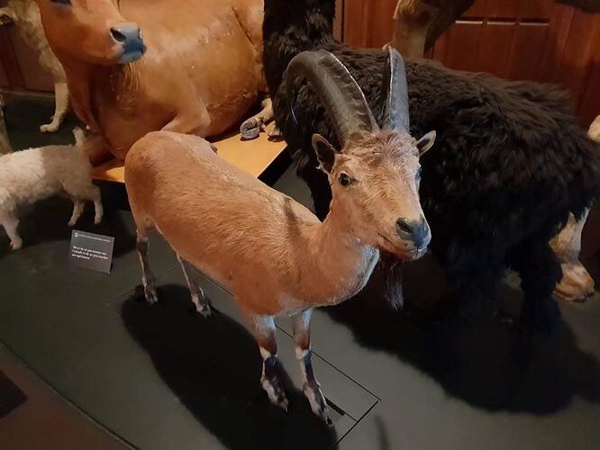 Blue Buck Paris Museum